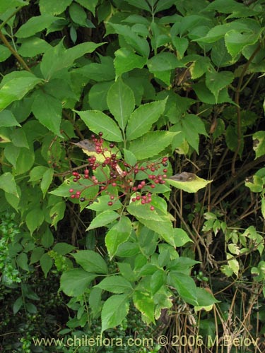 Imágen de Sambucus nigra (Sauco). Haga un clic para aumentar parte de imágen.